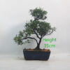 Azalea Flowering Bonsai Tree Number 361P