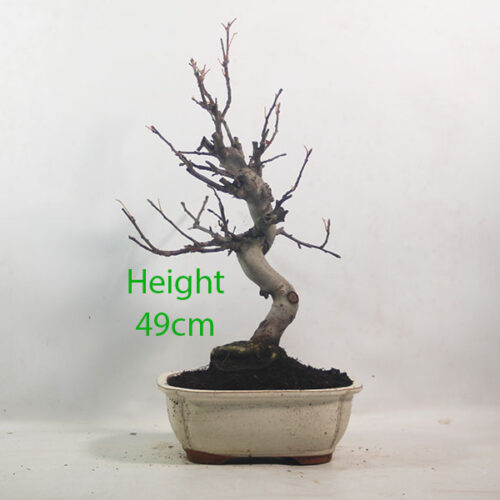 Crab Apple Flowering Bonsai Tree Malus Number 326P