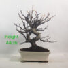 Crab Apple Flowering Bonsai Tree Malus Number 18P