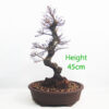 Seiju Elm Bonsai Tree Number 259P