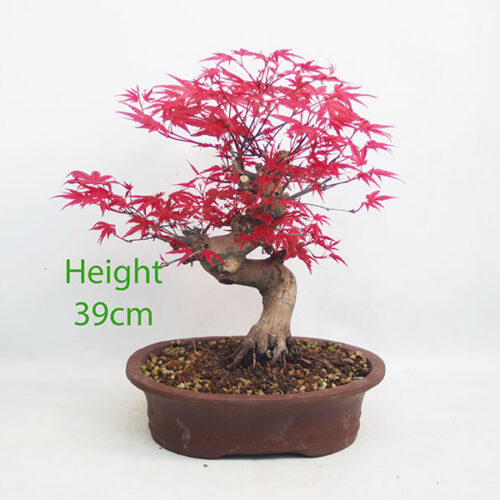 Acer Palmatum Deshojo Japanese Maple Bonsai Tree Number 346P