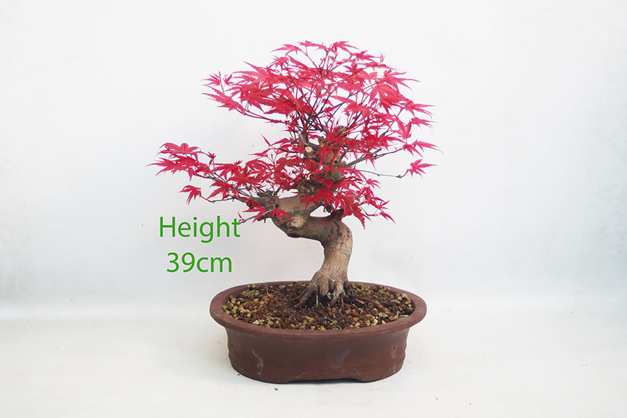 Acer Palmatum Deshojo Japanese Maple Bonsai Tree Number 346P