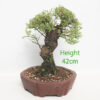 Cork Bark Chinese Elm Bonsai Tree Number 325P