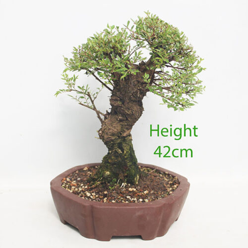 Cork Bark Chinese Elm Bonsai Tree Number 325P