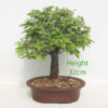 Zelkova Serrata Japanese Elm Bonsai Tree Number 18P