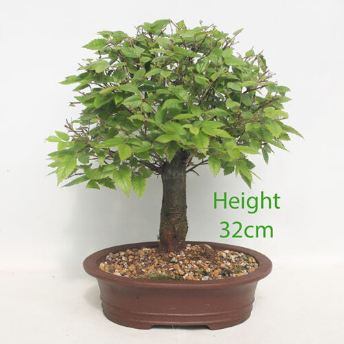 Zelkova Serrata Japanese Elm Bonsai Tree Number 18P