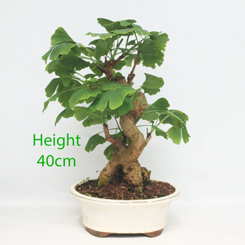 Ginkgo Bonsai Tree Number 245P