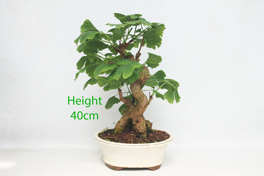 Ginkgo Bonsai Tree Number 245P