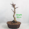 Ginkgo Bonsai Tree Number 182P
