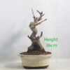 Ginkgo Bonsai Tree Number 245P