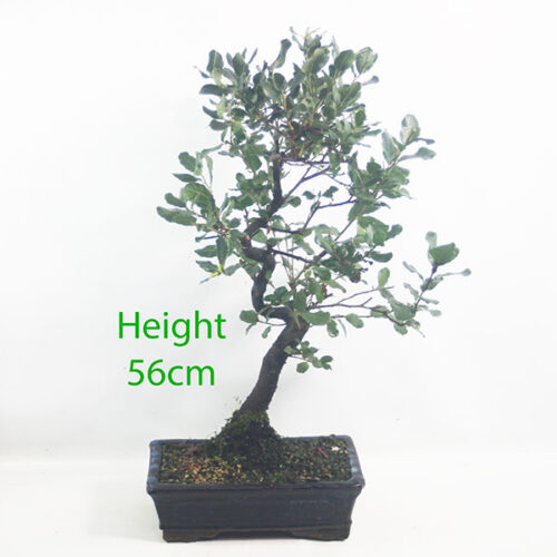 Cork Oak Bonsai Tree Number 12Y