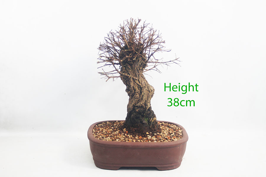 Cork Bark Chinese Elm Bonsai Tree Number 256P
