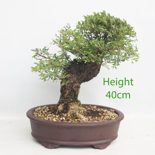 Cork Bark Chinese Elm Bonsai Tree Number 350P