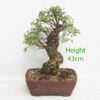Cork Bark Chinese Elm Bonsai Tree Number 119P