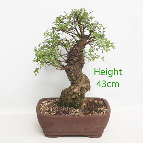 Cork Bark Chinese Elm Bonsai Tree Number 119P