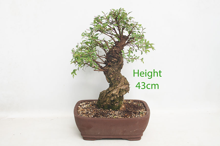 Cork Bark Chinese Elm Bonsai Tree Number 119P