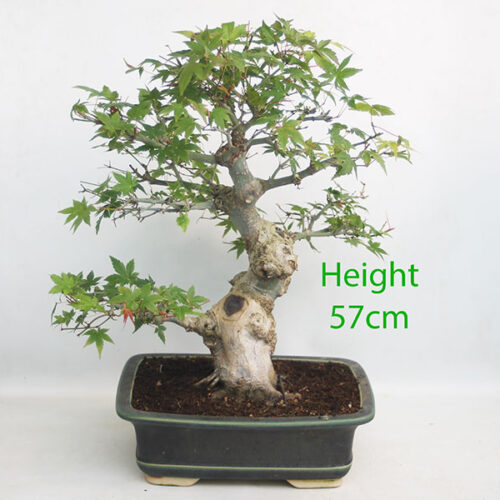 Acer Palmatum Yamamomiji Japanese Maple Bonsai Tree Number 322P
