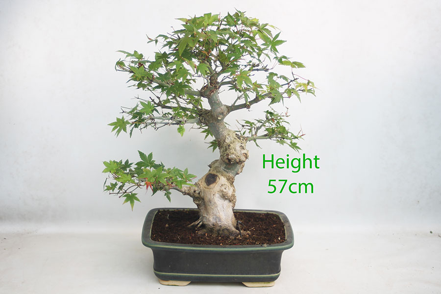 Acer Palmatum Yamamomiji Japanese Maple Bonsai Tree Number 322P