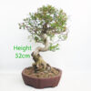 Pomegranate Nejikan Flowering Bonsai Tree Punica Number 158P