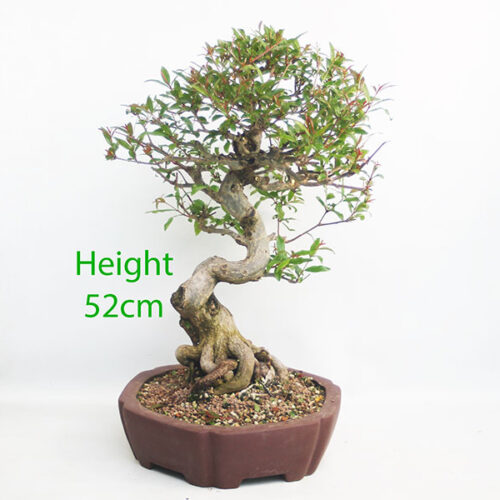 Pomegranate Nejikan Flowering Bonsai Tree Punica Number 158P