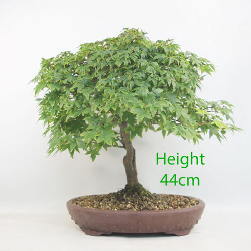Acer Palmatum Kiyohime Japanese Maple Bonsai Tree Number 124P