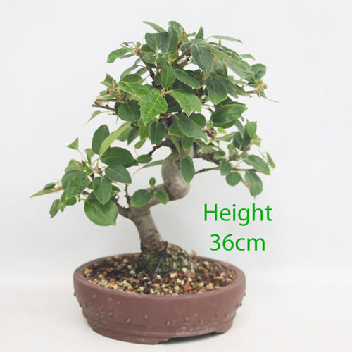 Crab Apple Flowering Bonsai Tree Malus Number 96P