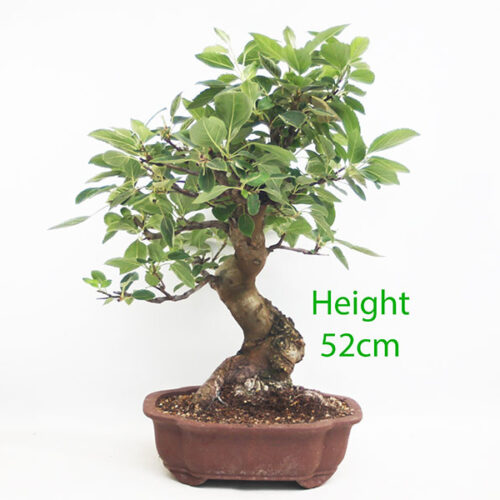 Crab Apple Flowering Bonsai Tree Malus Number 302P