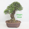 Cork Bark Chinese Elm Bonsai Tree Number 3B