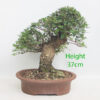 Cork Bark Chinese Elm Bonsai Tree Number 75Y