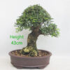 Cork Bark Chinese Elm Bonsai Tree Number 284P