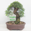 Cork Bark Chinese Elm Bonsai Tree Number 329P