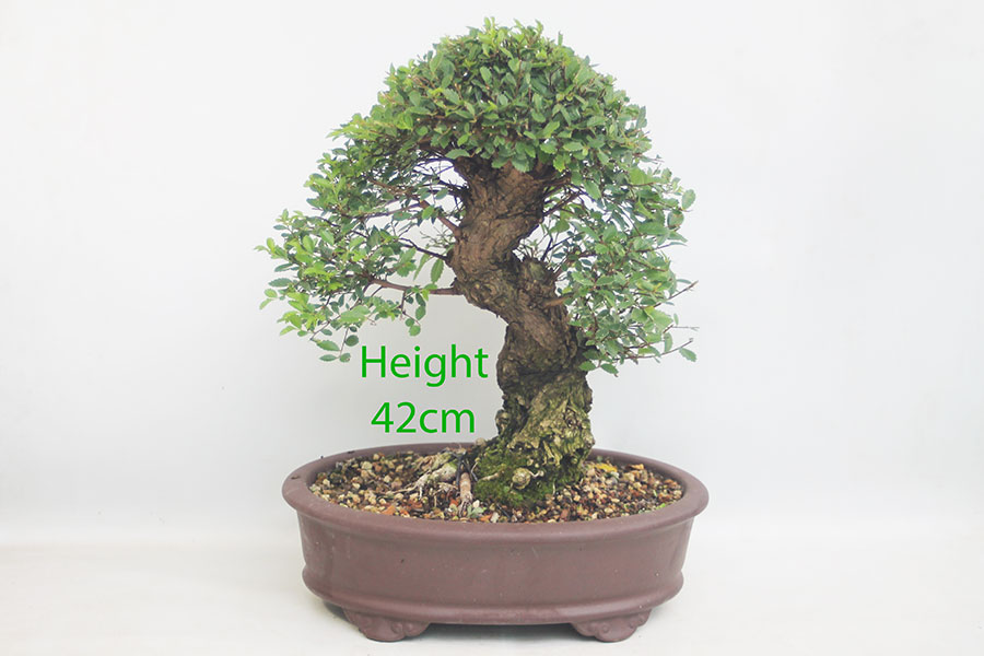 Cork Bark Chinese Elm Bonsai Tree Number 329P