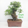Crab Apple Flowering Bonsai Tree Malus Number 275P