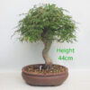 Acer Palmatum Japanese Maple Bonsai Tree Number 293P