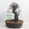 Cork Bark Chinese Elm Bonsai Tree Number 329P