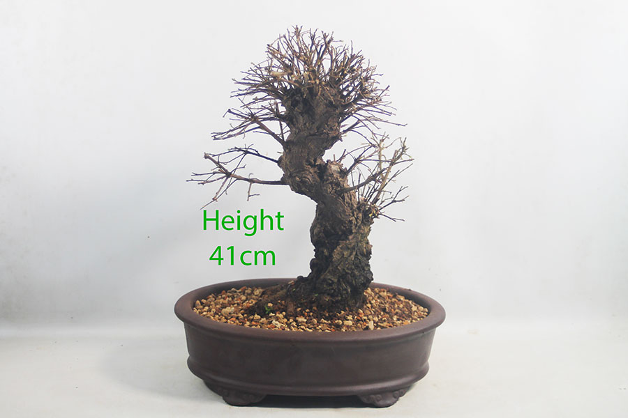 Cork Bark Chinese Elm Bonsai Tree Number 329P