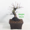 Acer Palmatum Japanese Maple Bonsai Tree Number 94Y