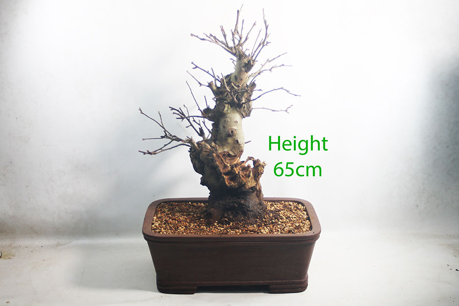 Crab Apple Flowering Bonsai Tree Malus Number 275P