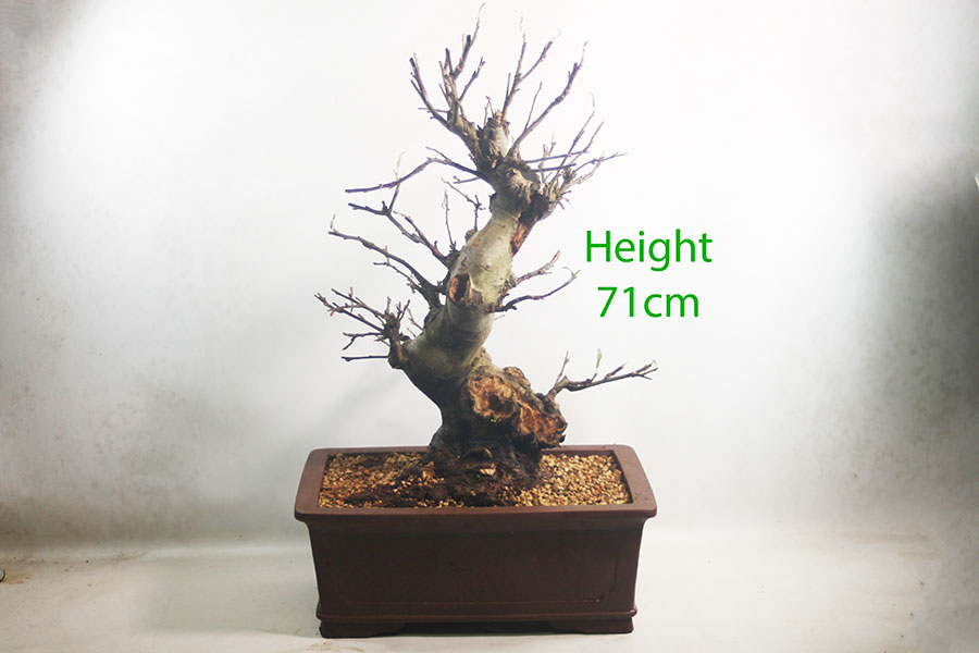 Crab Apple Flowering Bonsai Tree Malus Number 51Y