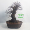 Cork Bark Chinese Elm Bonsai Tree Number 3B
