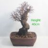 Cork Bark Chinese Elm Bonsai Tree Number 119P