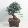 Olive Bonsai Tree Number 15Y