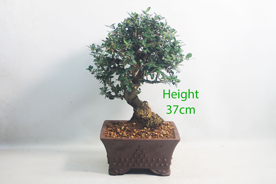 Olive Bonsai Tree Number 15Y