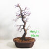 Acer Palmatum Japanese Maple Bonsai Tree Number 33Y