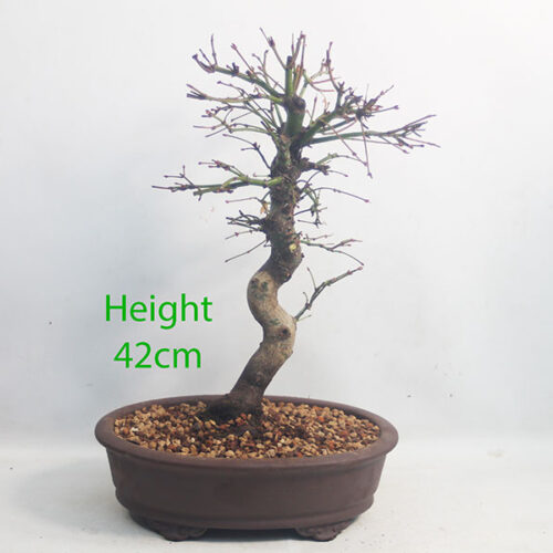 Acer Palmatum Japanese Maple Bonsai Tree Number 362P