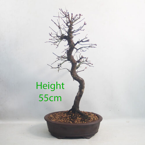 Acer Palmatum Japanese Maple Bonsai Tree Number 358P
