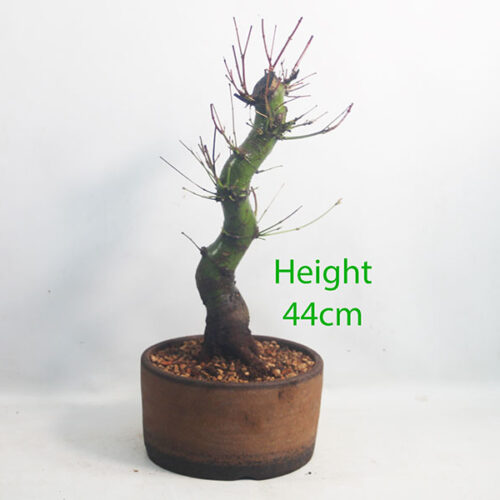 Acer Palmatum Japanese Maple Bonsai Tree Number 331P