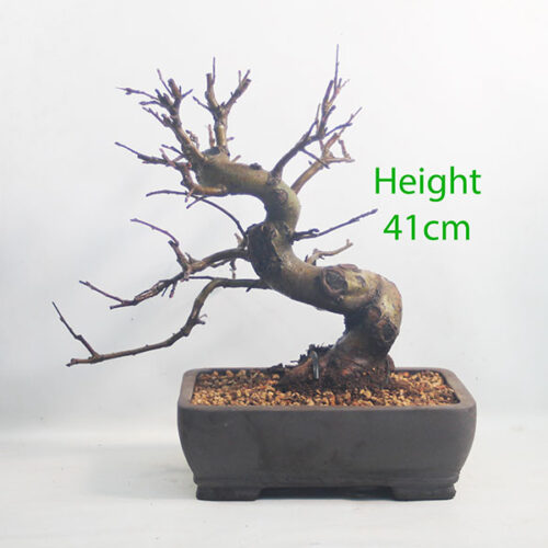 Crab Apple Flowering Bonsai Tree Malus Number 25P