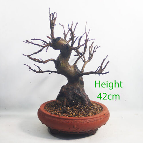 Crab Apple Flowering Bonsai Tree Malus Number 166P