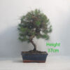 Aleppo Pine Bonsai Tree Number 254P